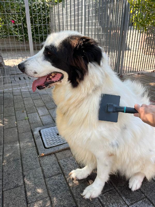 SIMBA BELLISSIMO MAREMMANO Foto 3